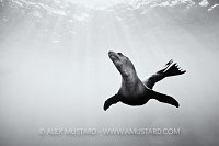 Californian sea lion in blue. Mexico.