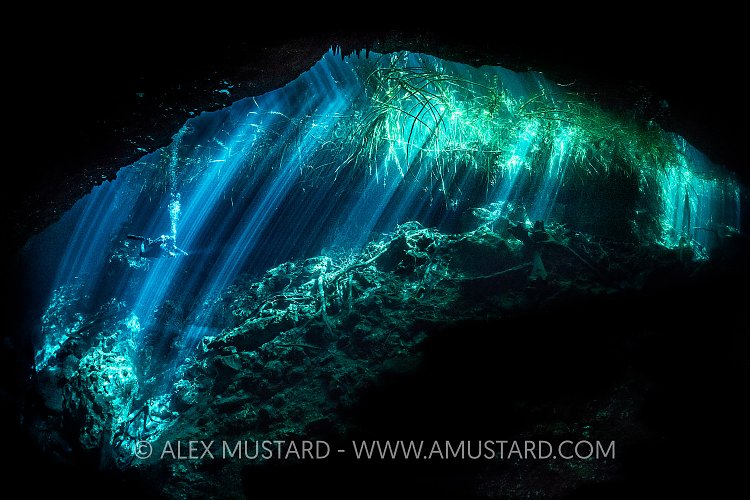 A diver (Cesar Augusto Alejos) explores a freshwater cenote (or limestone sinkhole) swimming through beams of light filtered through the forest above. Garden Of Eden Cenote, Puerto Aventuras, Quintana Roo, Yucatan, Mexico.