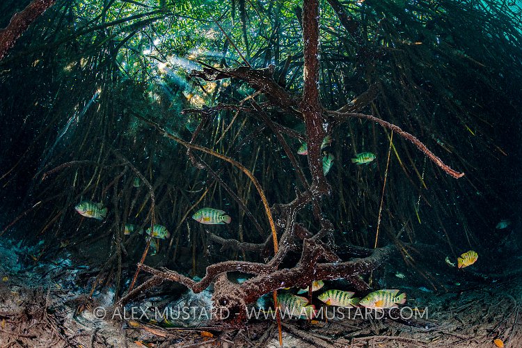 Cichlids and Mangroves. Mexico