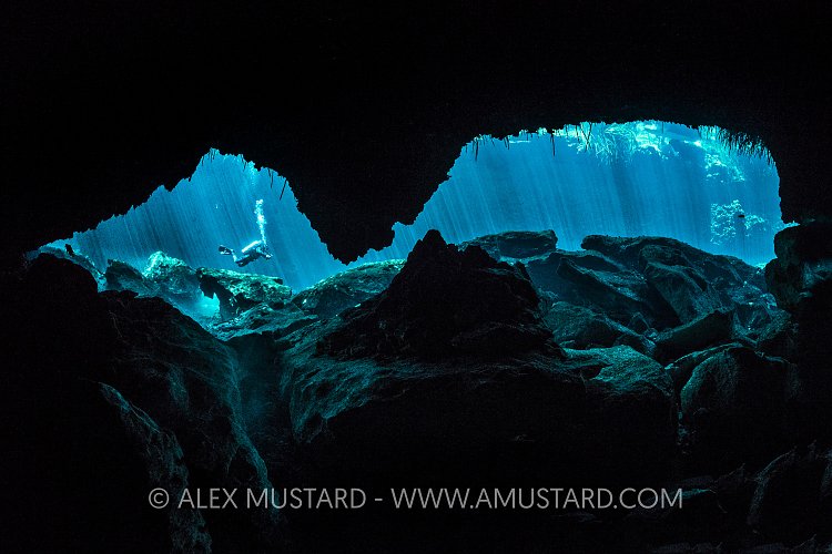 A diver (Cesar Augusto Alejos) viewed through the opening of a freshwater cenote (or limestone sinkhole) with mangrove roots hanging down. Casa Cenote, Tulum, Quintana Roo Yucatan, Mexico.