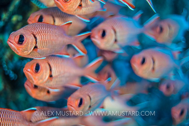 Soldierfish Blur. Egypt