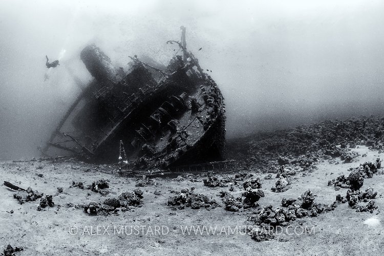 Giannis D Stern. Egypt