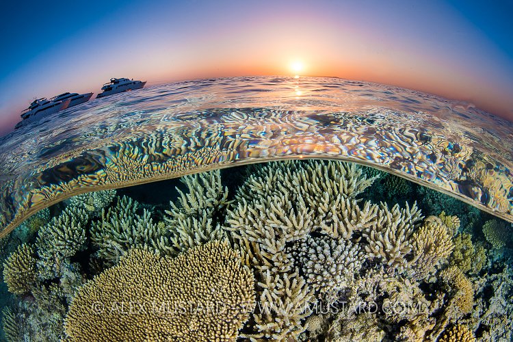 Diveboats And Corals At Sunset. Egypt