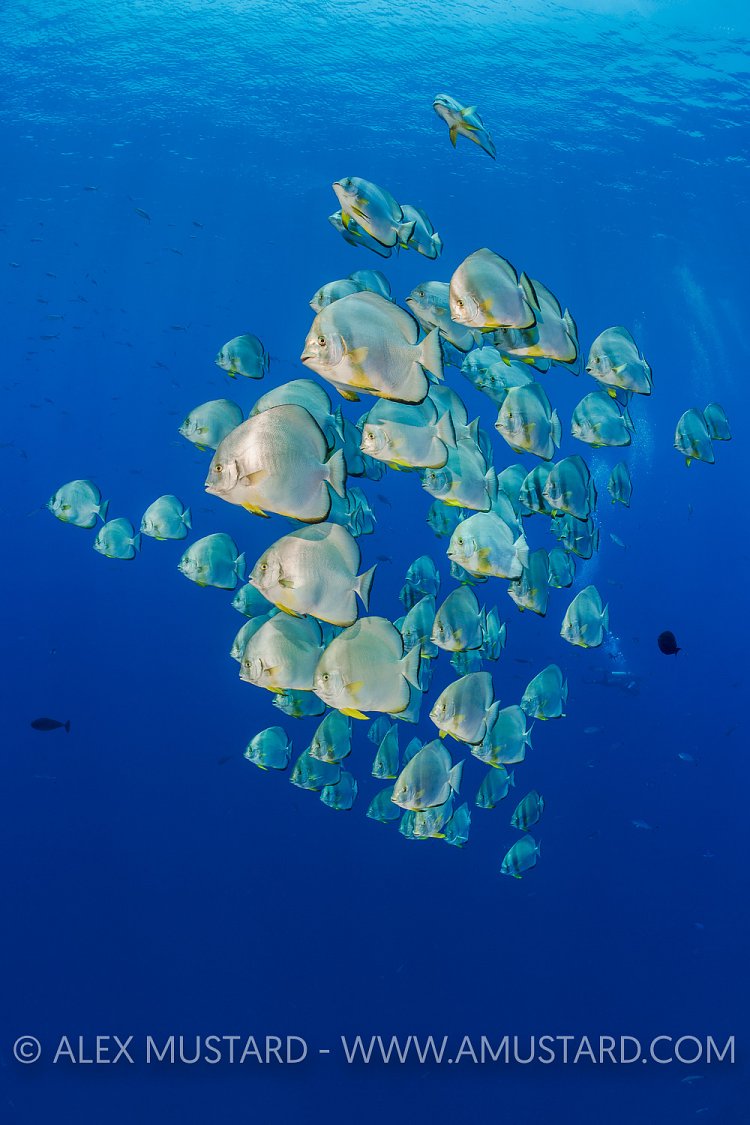 Batfish School. Egypt