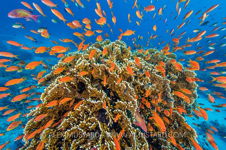 Red Sea Coral Head. Anthias Explosion. Egypt