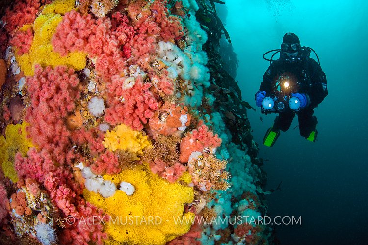 Diver On Colourful Wall. Canada