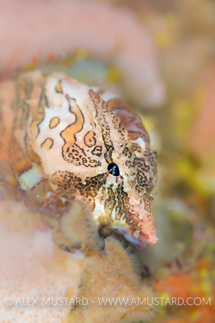 Grunt Sculpin. Canada