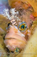 Warbonnet Face. Canada