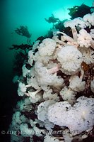 Plumose Anemone Wall. Canada