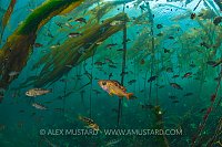 Rockfish In Kelp Forest. Canada