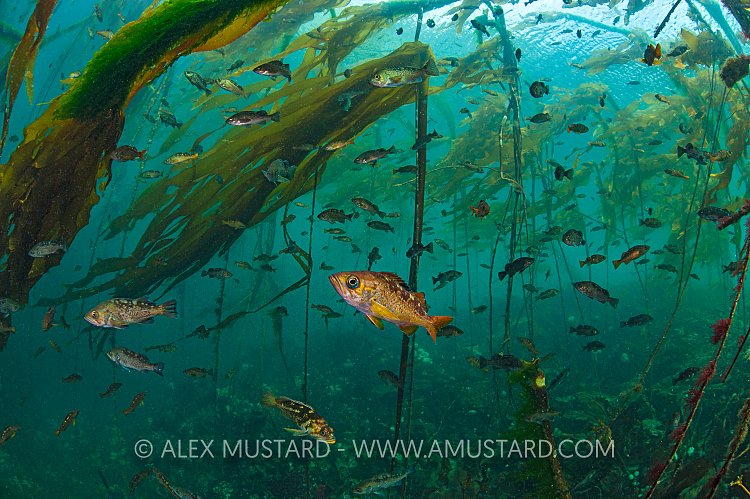 Rockfish In Kelp Forest. Canada