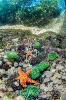 Life In Shallow Water. Canada