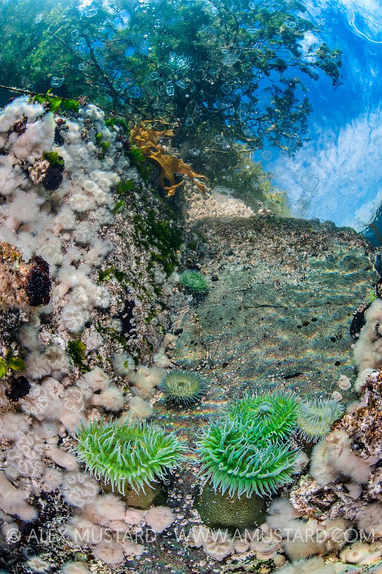 Life In Shallow Water. Canada