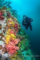 Diver On Colourful Wall. Canada