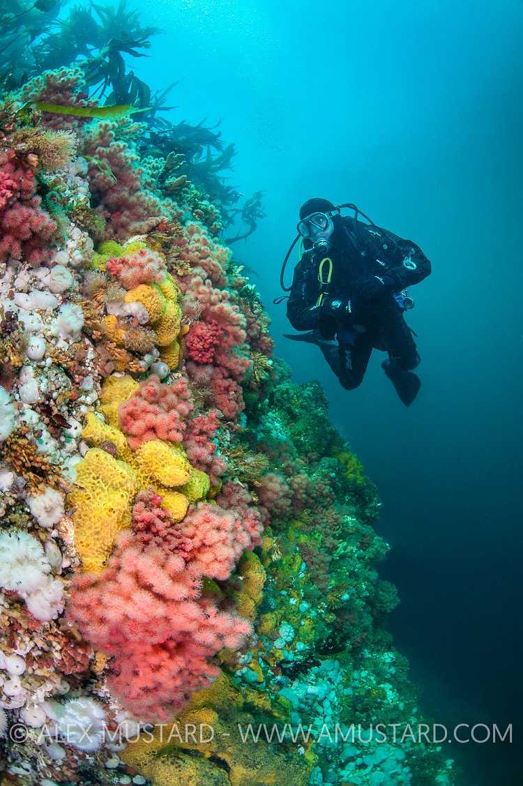 Diver On Colourful Wall. Canada