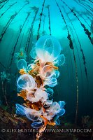Hooded Nudis Feeding. Canada