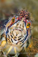 Mosshead Warbonnet Portrait. Canada