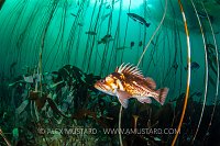 Rockfish In Kelp Forest. Canada