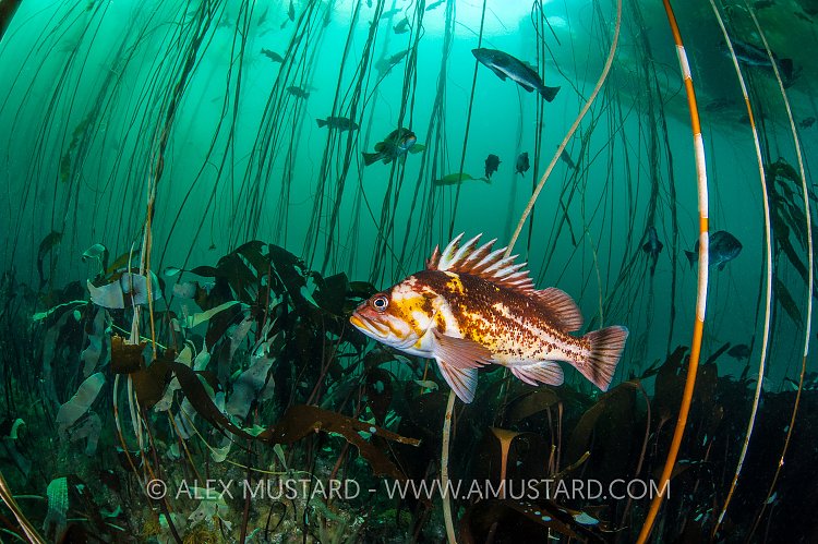 Rockfish In Kelp Forest. Canada