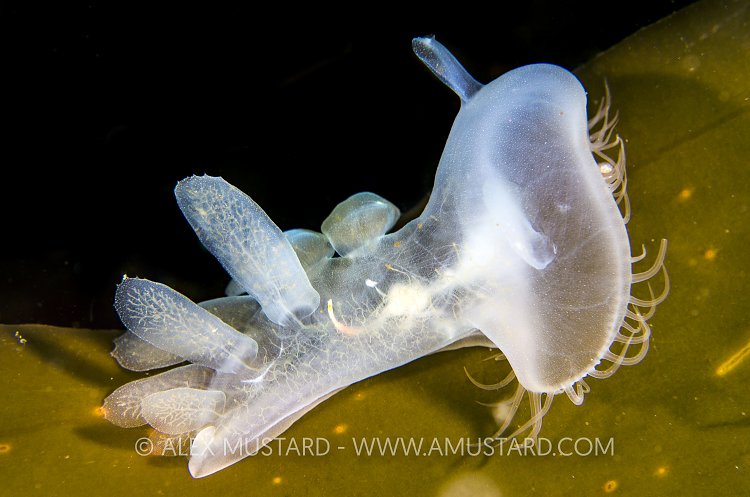 Nudibranch On Bull Kelp. Canada
