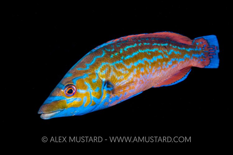 Cuckoo Wrasse. Norway