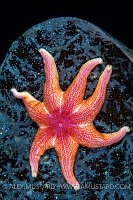 Sun Star On Kelp. Norway