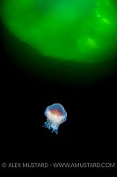 A  lion's mane jelly (red jelly: Cyanea capillata) beneath the surface of a Norwegian fjord. Gulen, Bergen, Norway. North Sea, North East Atlantic Ocean.