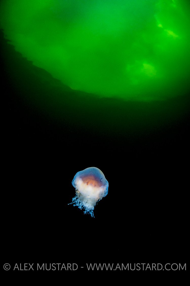 A  lion's mane jelly (red jelly: Cyanea capillata) beneath the surface of a Norwegian fjord. Gulen, Bergen, Norway. North Sea, North East Atlantic Ocean.