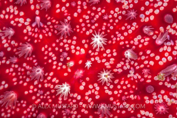 Sun Star Detail. Norway