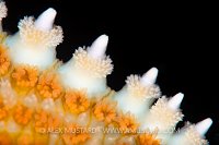 Sea Star Detail. Norway