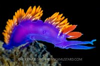 Purple And Gold Nudibranch. USA