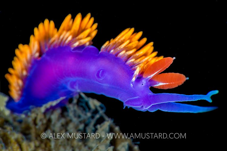 Purple And Gold Nudibranch. USA