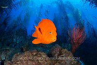Garibaldi On Blue. USA
