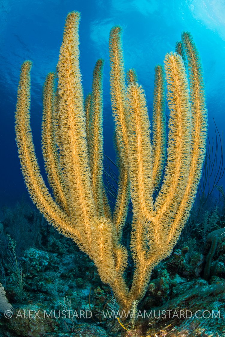 Soft Coral. Cayman Islands