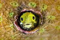 Blenny Portrait. Cayman Islands