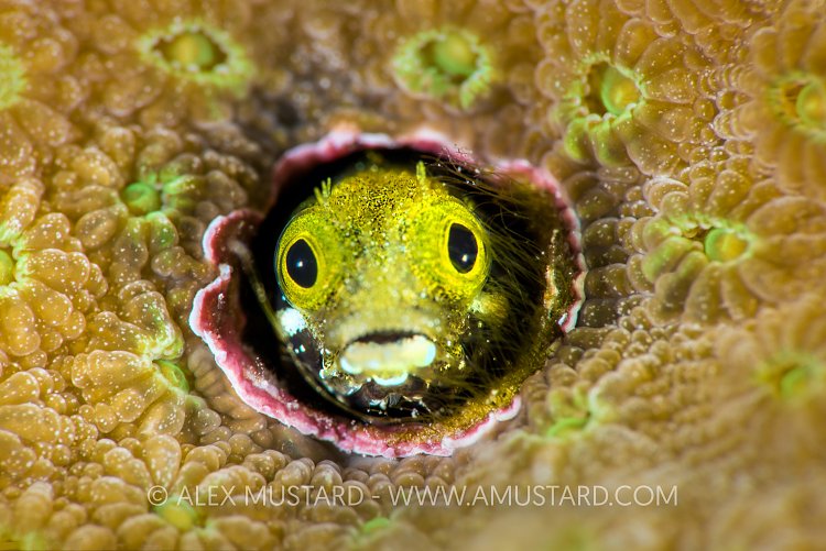Blenny Portrait. Cayman Islands