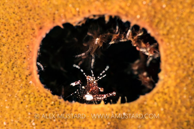 Whitefoot Shrimp. Cayman Islands
