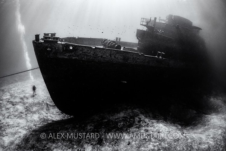 Monochrome Kittiwake Bow. Cayman