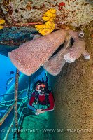 Sponge Growth On The Kittiwake. Cayman Islands