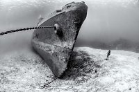 Monochrome Kittiwake Bow. Cayman