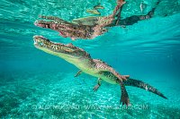 Crocodile Reflections. Cuba