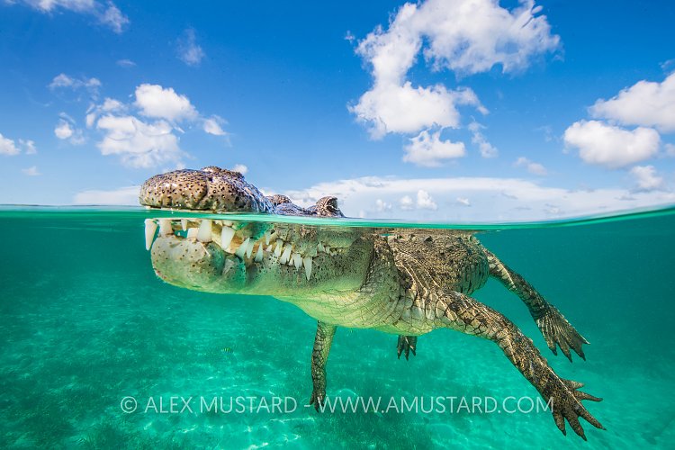 Crocodile Split Level. Cuba