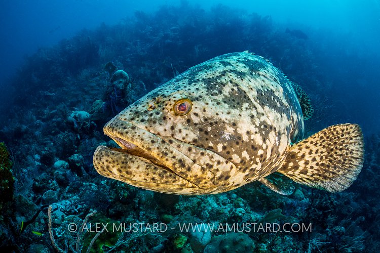 Goliath Portrait. Cuba.