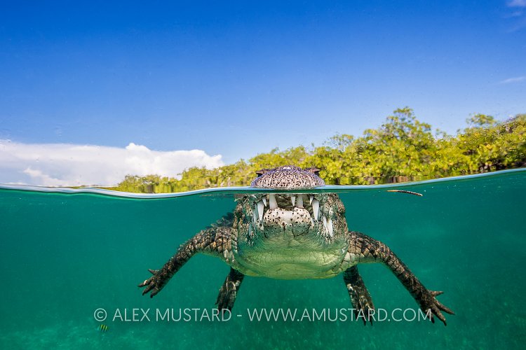 Crocodile Split Level. Cuba