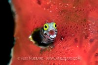 Cheeky Blenny. Cuba