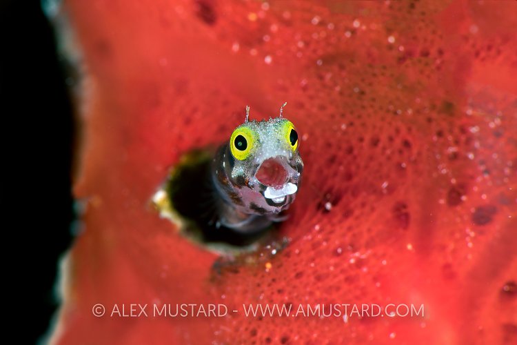 Cheeky Blenny. Cuba