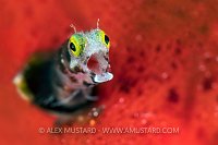 Cheeky Blenny. Cuba