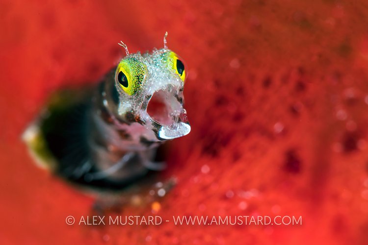 Cheeky Blenny. Cuba