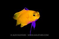 Golden Basslet. Cuba