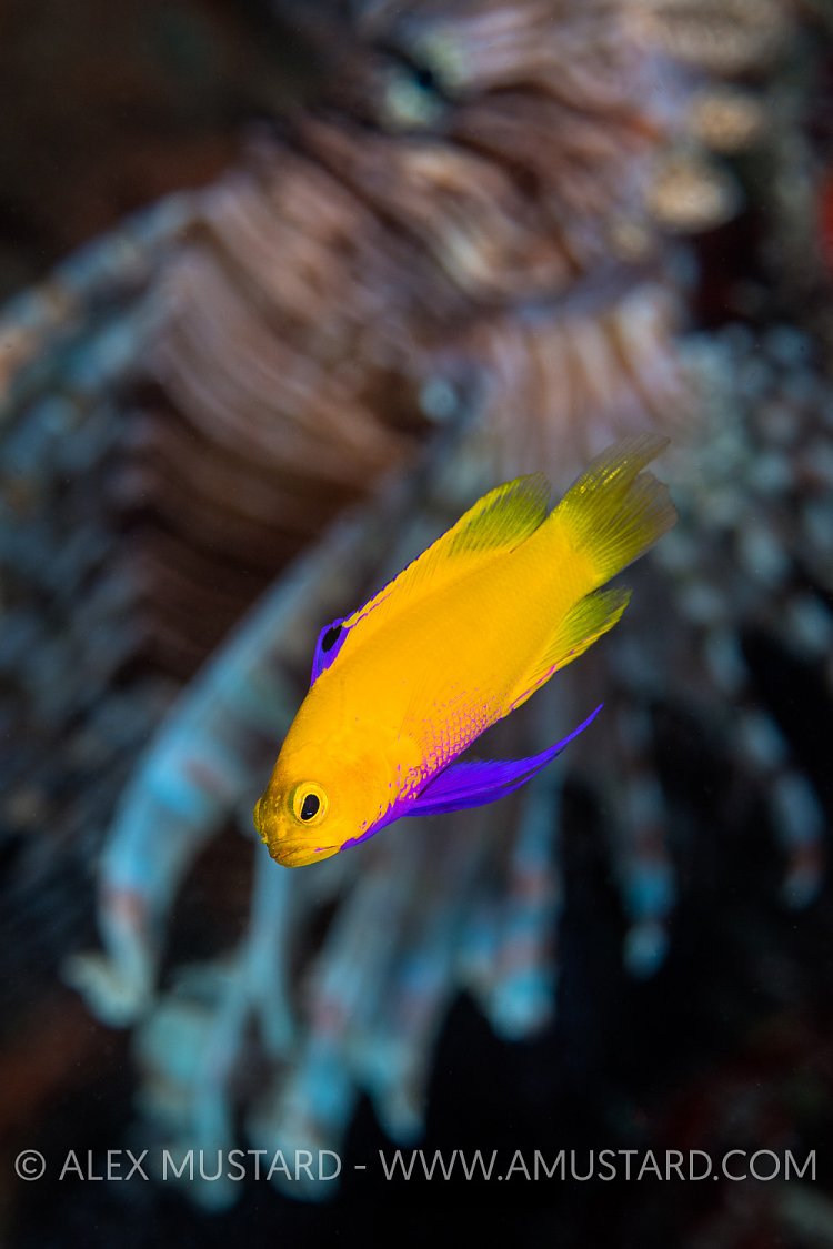 Golden Basslet Danger. Cuba